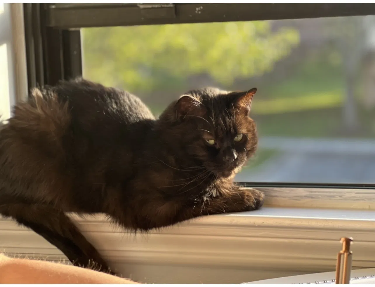 Lost cat in Mullica Hill, NJ, 8062