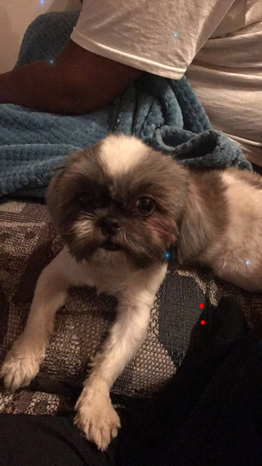 Lost dog in Las Vegas, NV, 89110