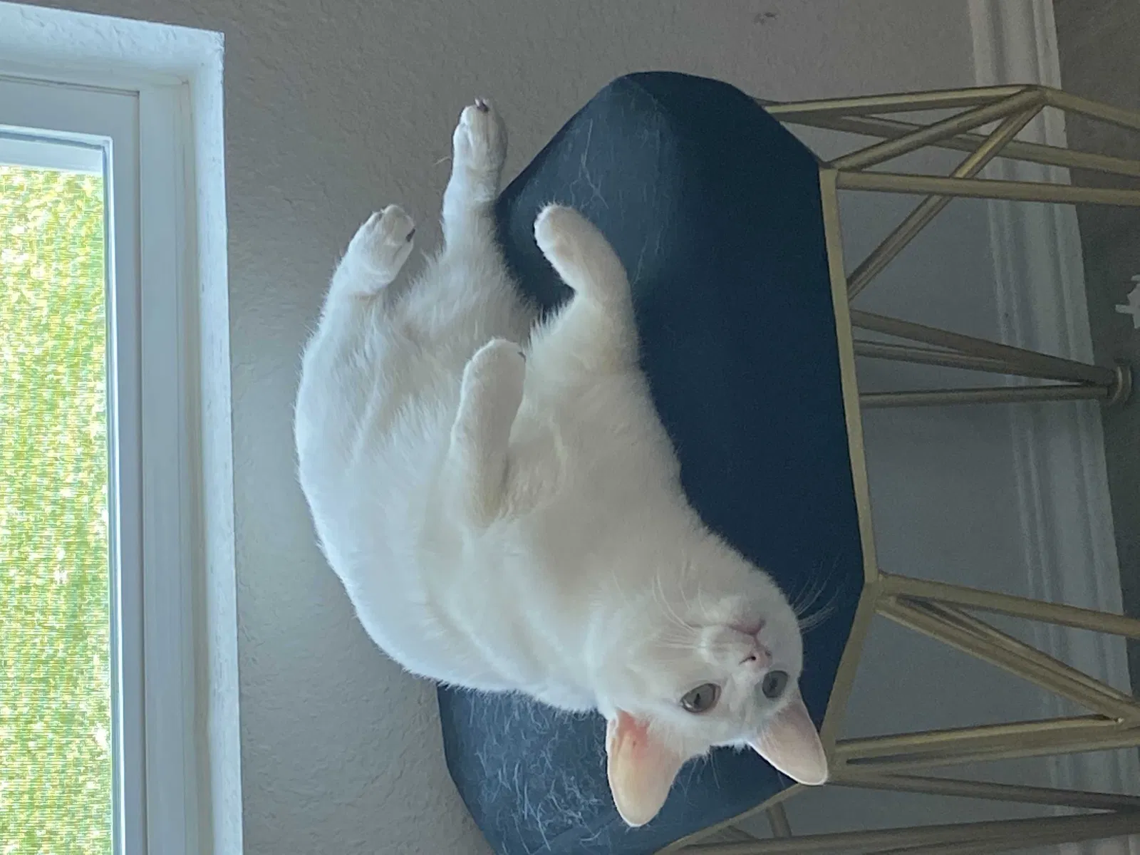 Lost cat in Porter, TX, 77365