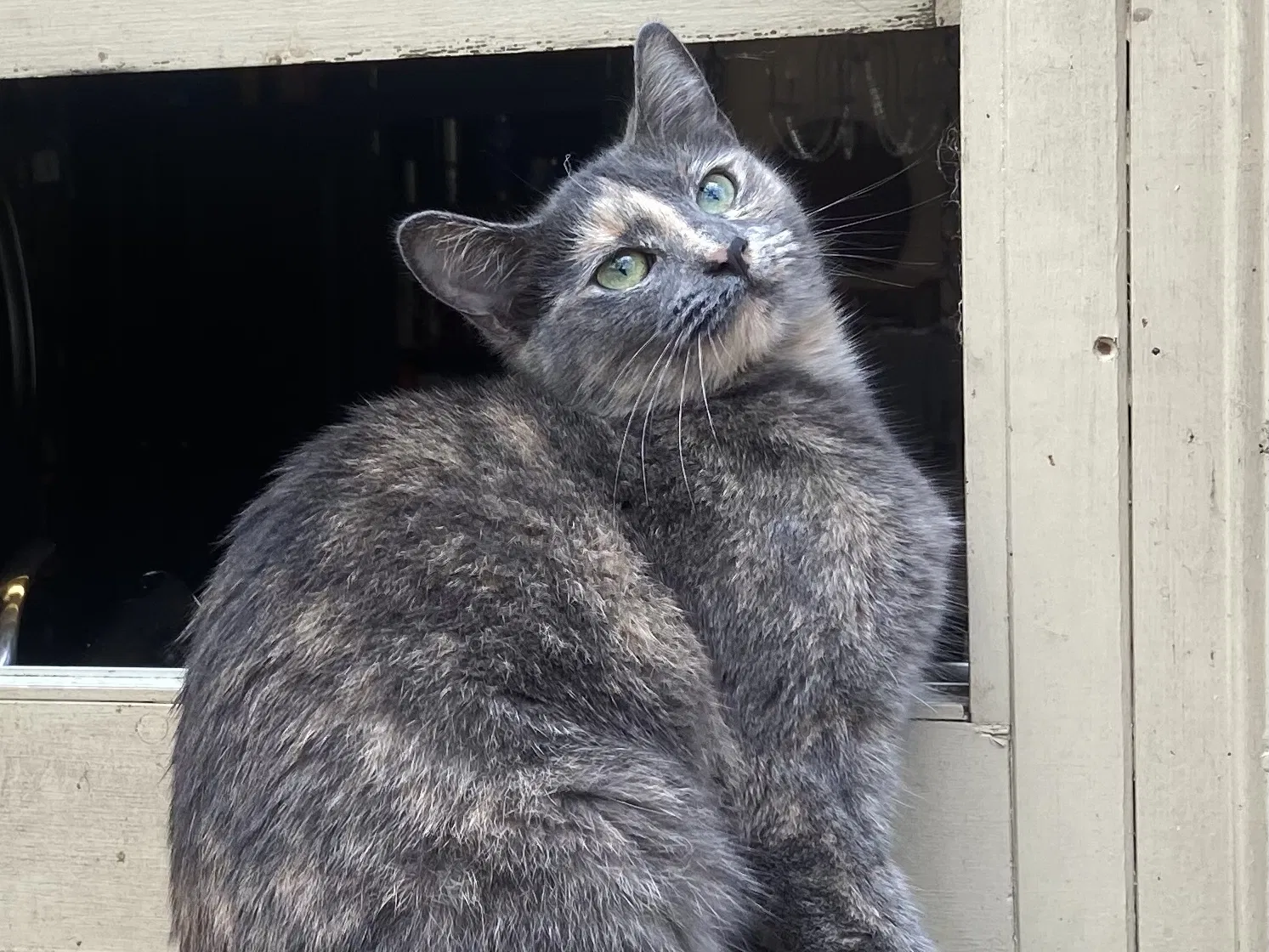 Lost cat in Stone Mountain, GA, 30087