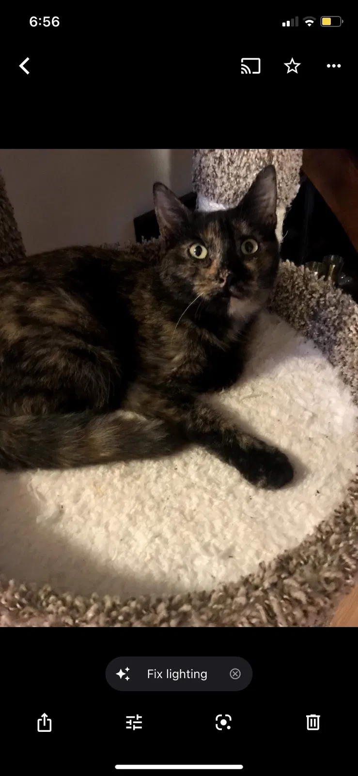 Lost cat in Bessemer City, NC, 28016