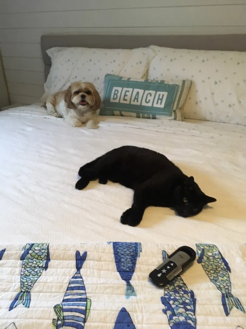 Lost cat in Pompano Beach, FL, 33062