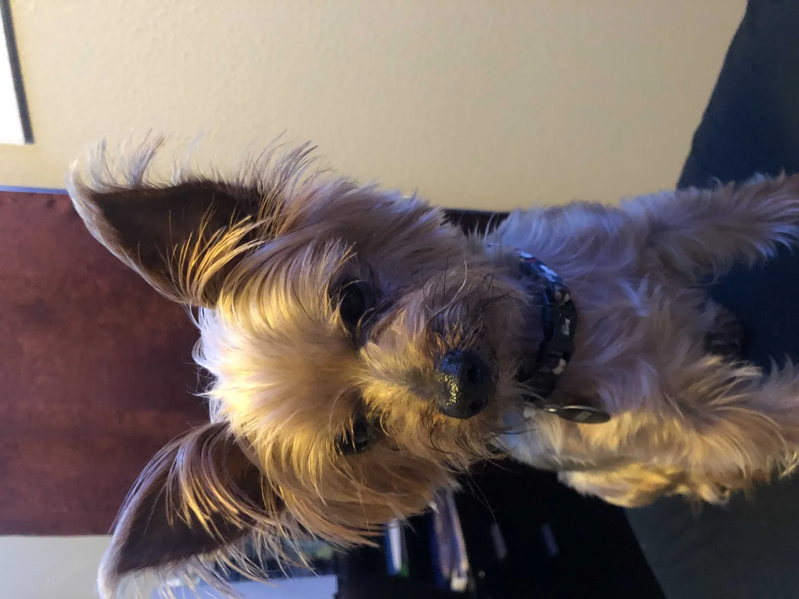 Lost dog in Fort Worth, TX, 76111