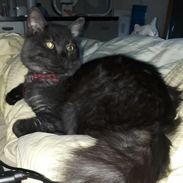Lost cat in Palm Harbor, FL, 34683