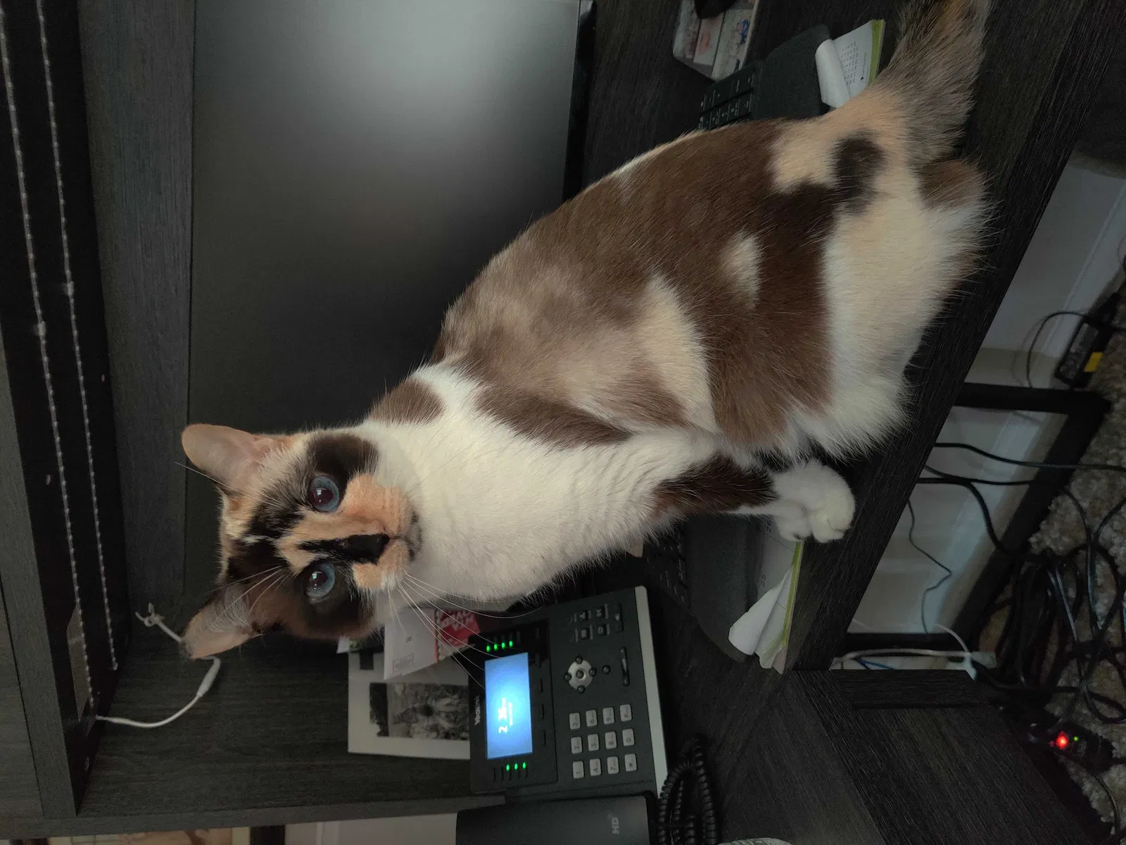 Lost cat in Riverview, FL, 33578