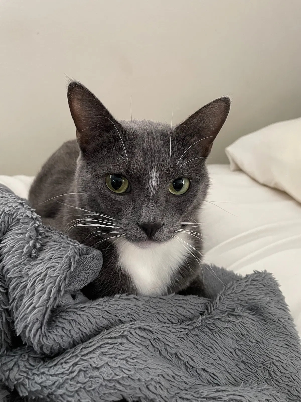 Lost cat in Saint Louis, MO, 63123