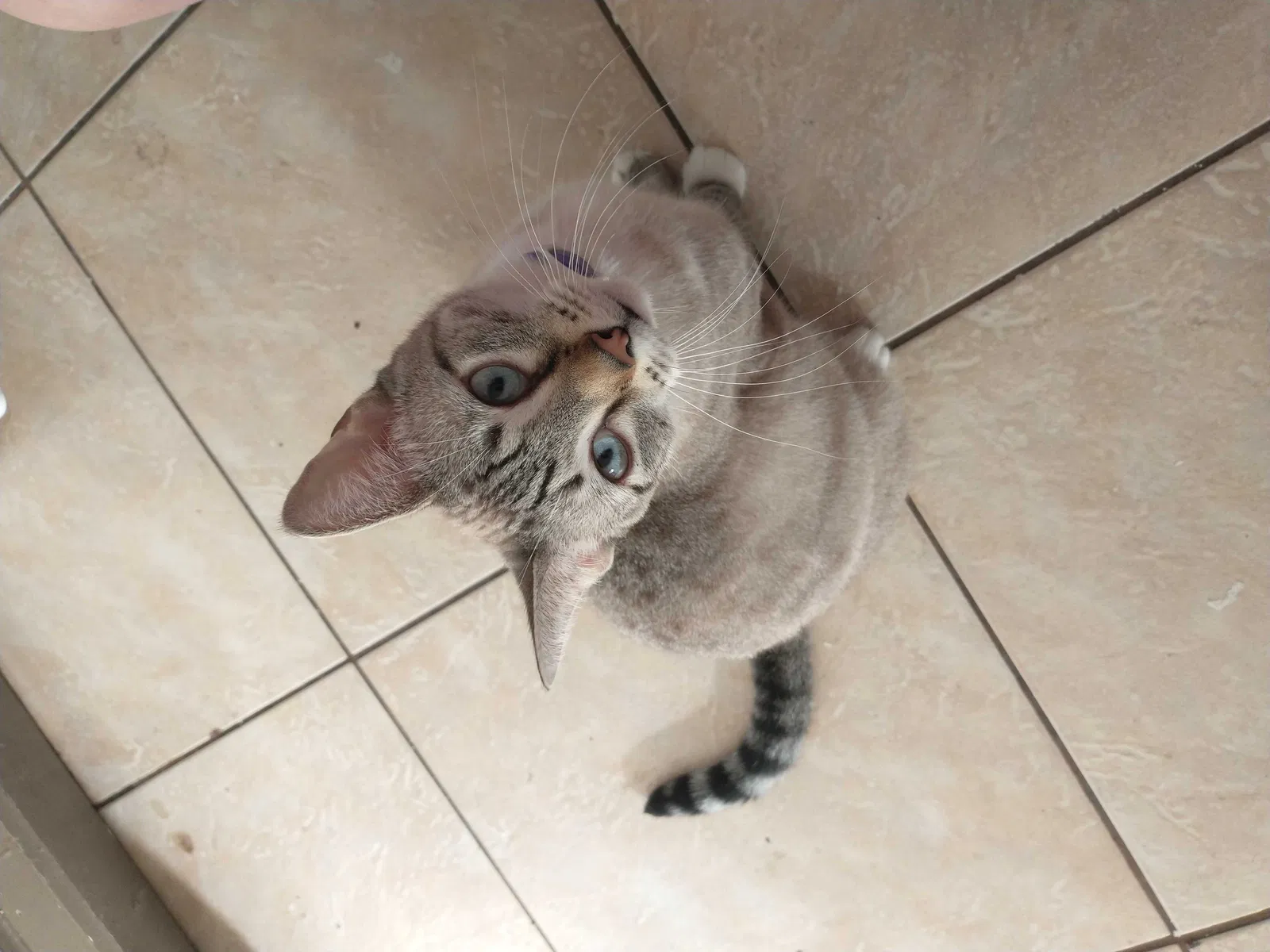 Lost cat in Sebastian, FL, 32958
