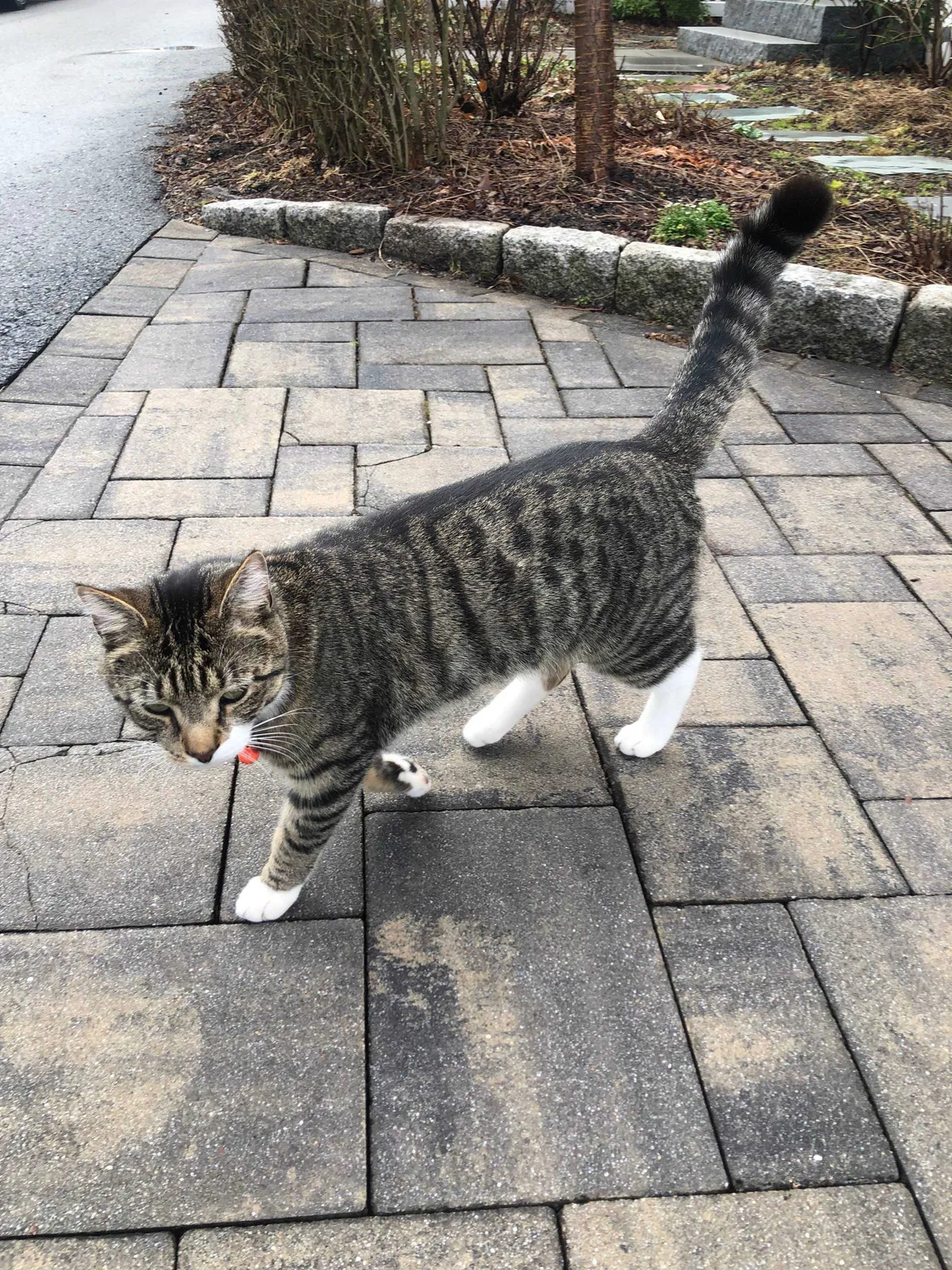 Lost cat in Brookline, MA, 2445