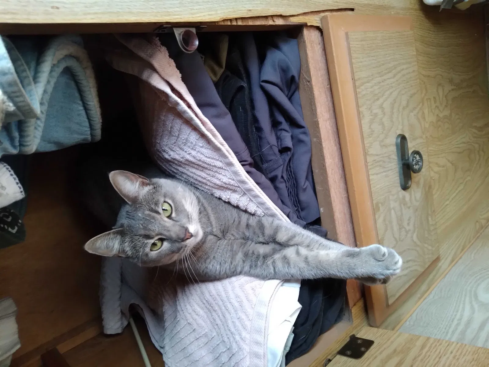 Lost cat in Unknown, TX, 777355
