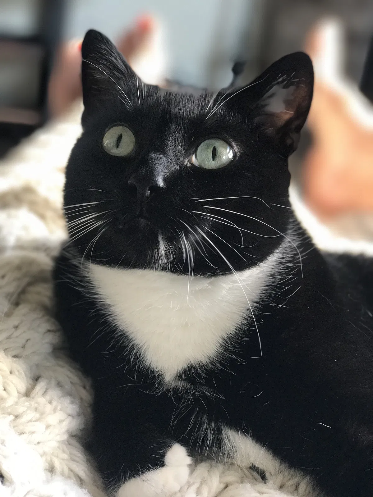 Lost cat in Kaukauna, WI, 54130