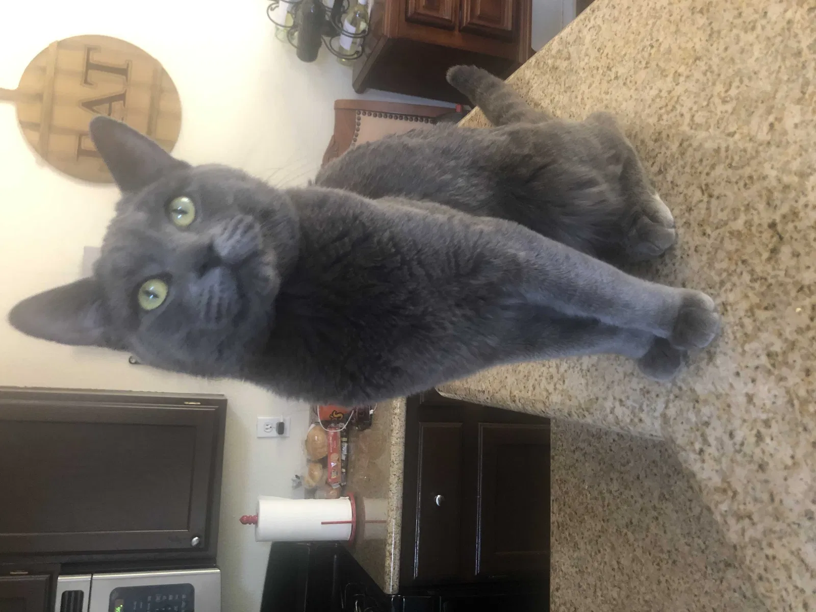 Lost cat in Las Vegas, NV, 89120