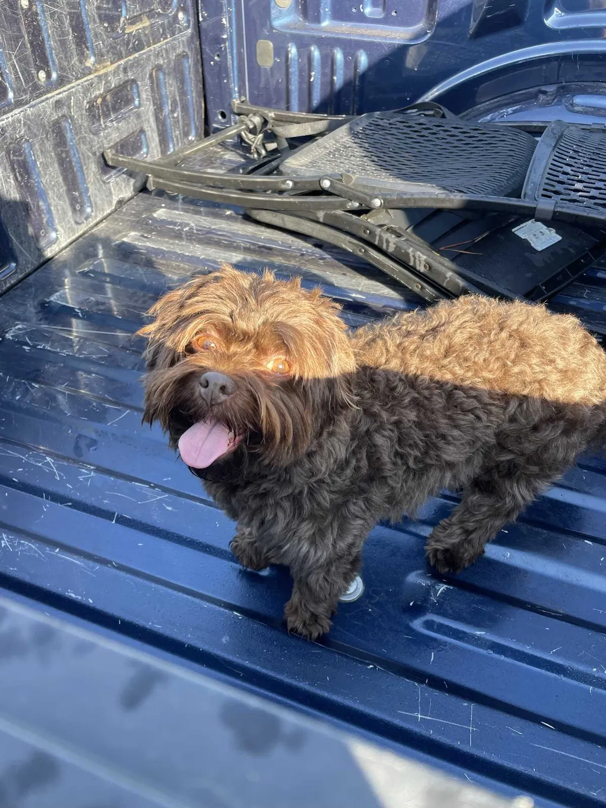 Lost dog in Vallejo, CA, 94589
