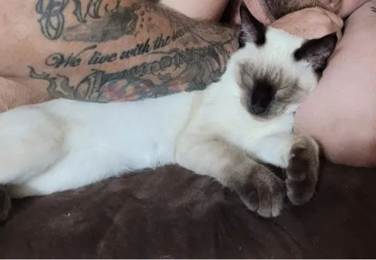 Lost cat in Beverly Hills, FL, 34465