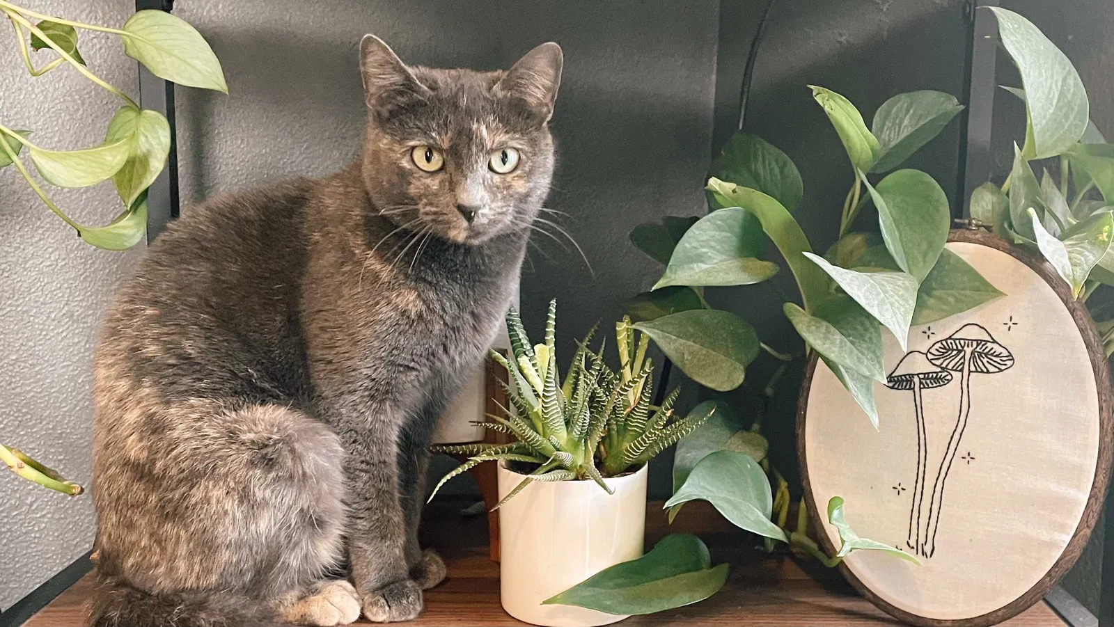 Lost cat in Boise, ID, 83712