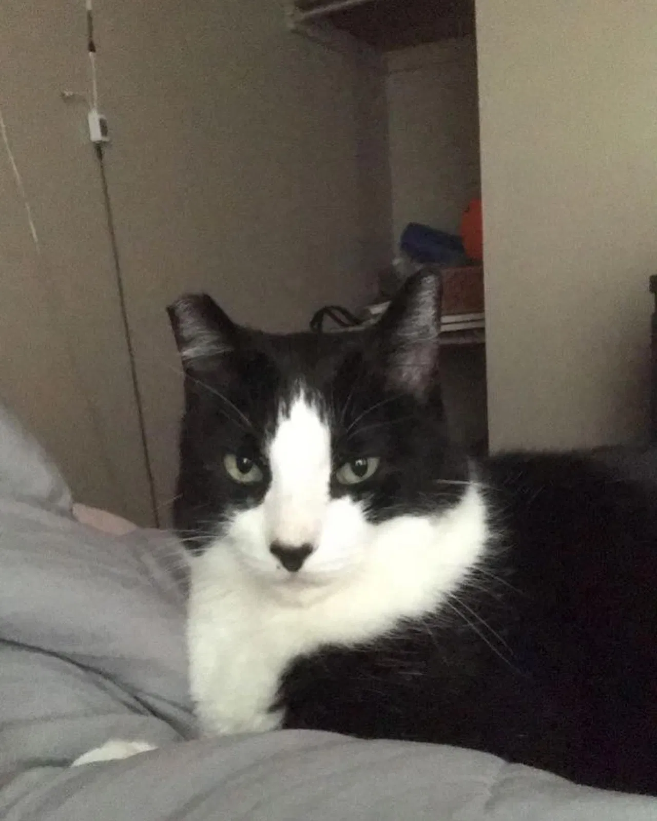 Lost cat in Saint Louis, MO, 63125