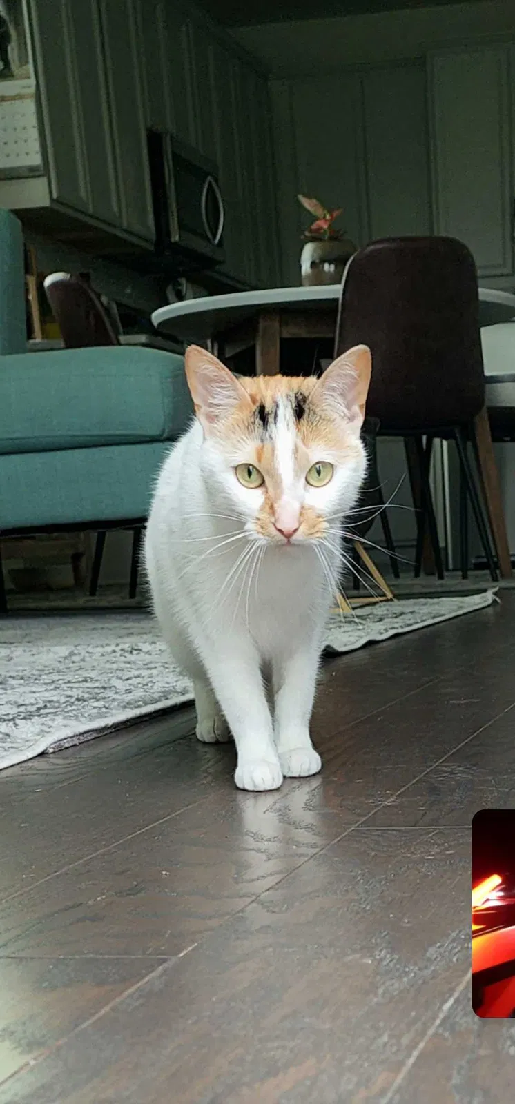 Lost cat in Lebanon, TN, 37090
