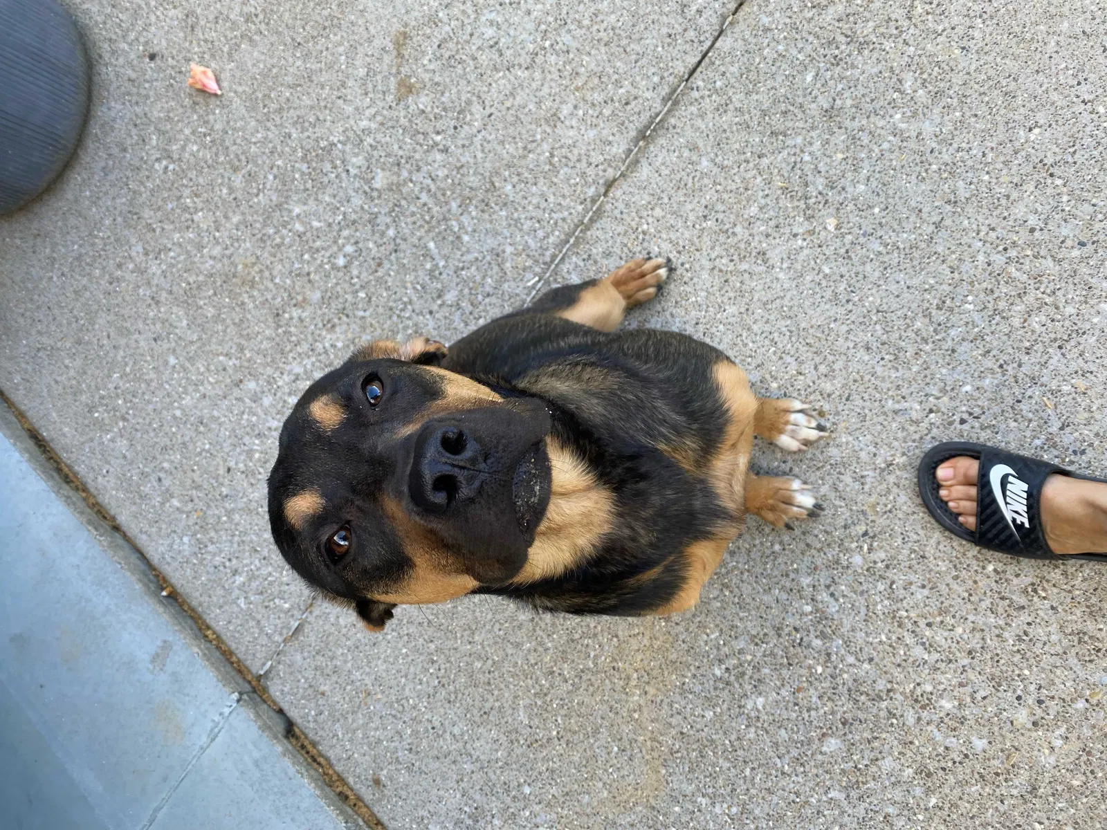 Found dog in Campbellsburg, KY, 40011