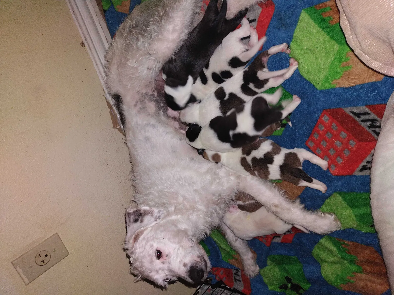 Lost dog in Highlands, TX, 77562