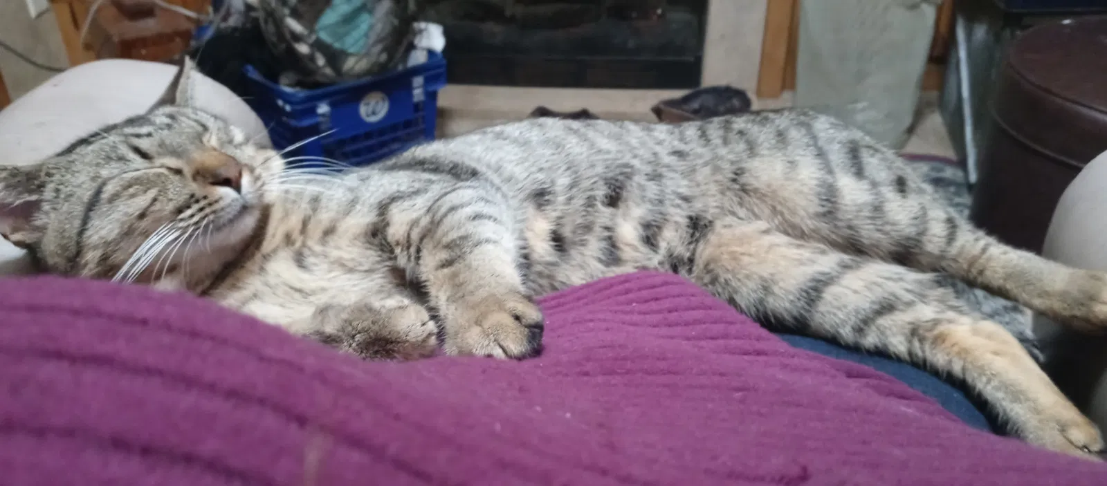 Lost cat in Houston, TX, 77036
