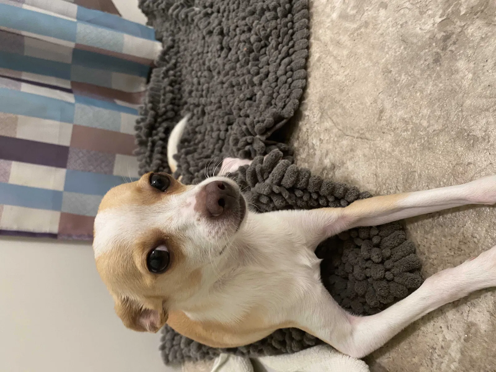 Lost dog in Vacaville, CA, 95688