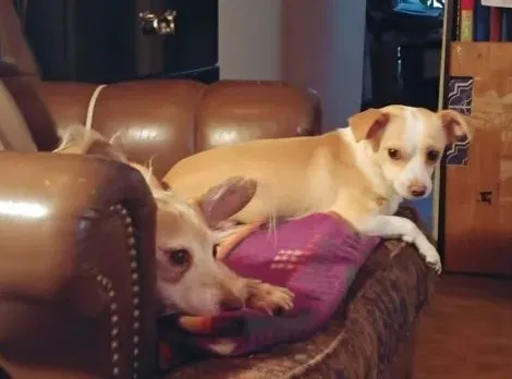 Lost dog in Albuquerque, NM, 87109