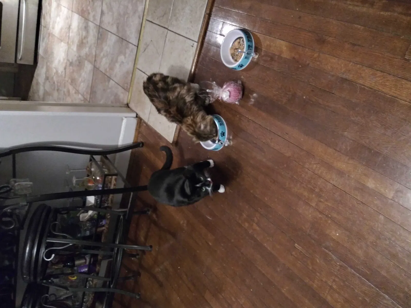 Lost cat in Windsor Mill, MD, 21244