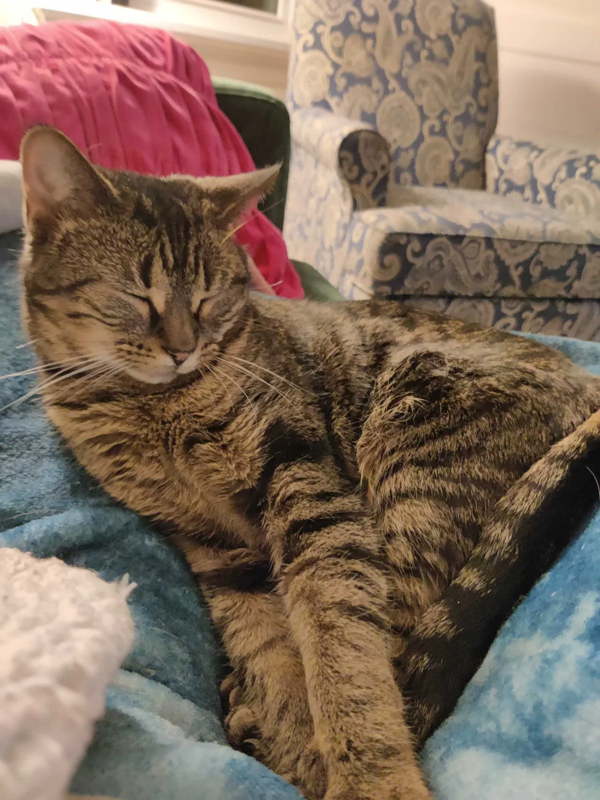 Lost cat in Cincinnati, OH, 45219