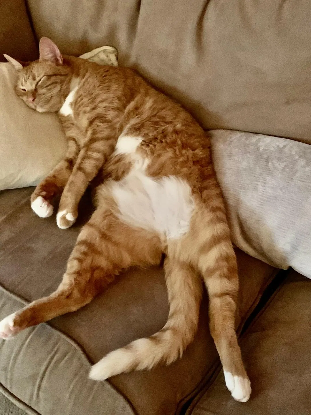 Lost cat in Yelm, WA, 98597