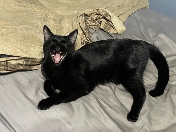Lost cat in Paw Paw, MI, 49079