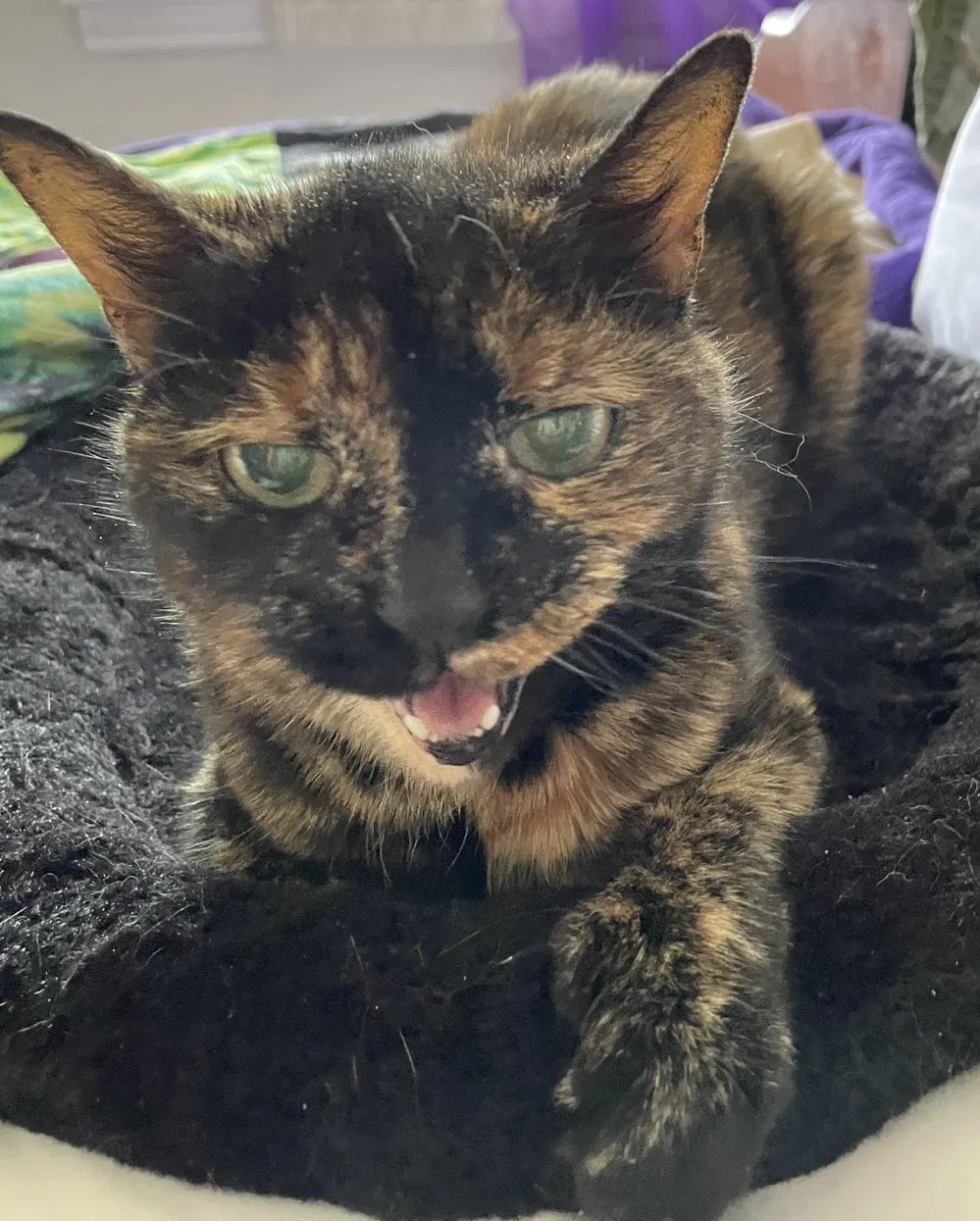 Found cat in Easton, PA, 18040