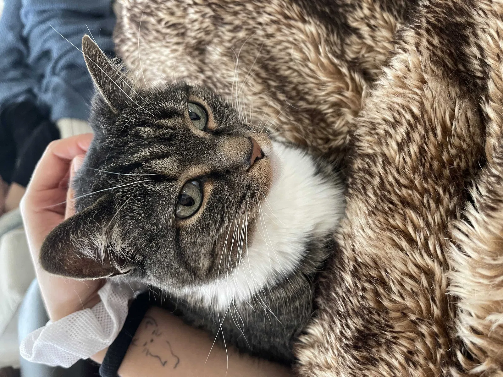 Lost cat in San Antonio, TX, 78257