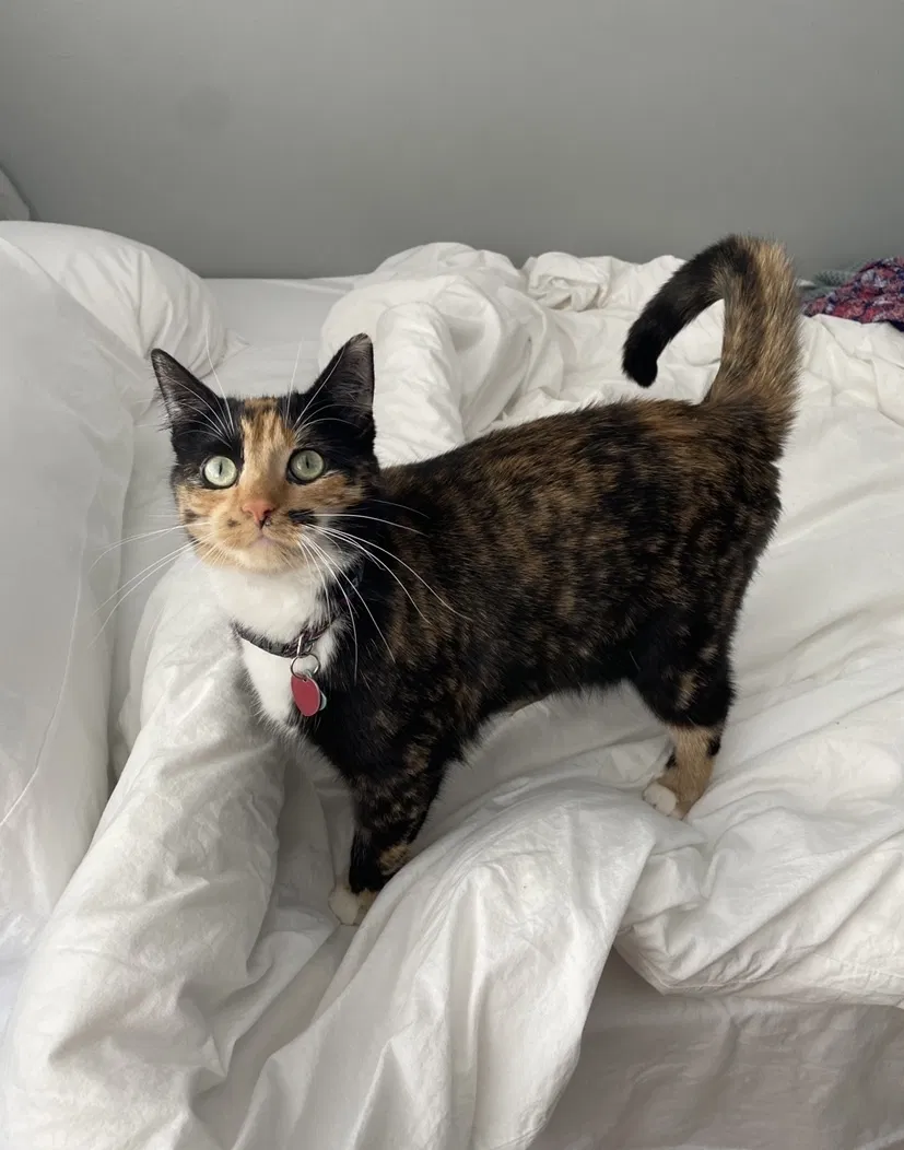 Lost cat in Denver, CO, 80228