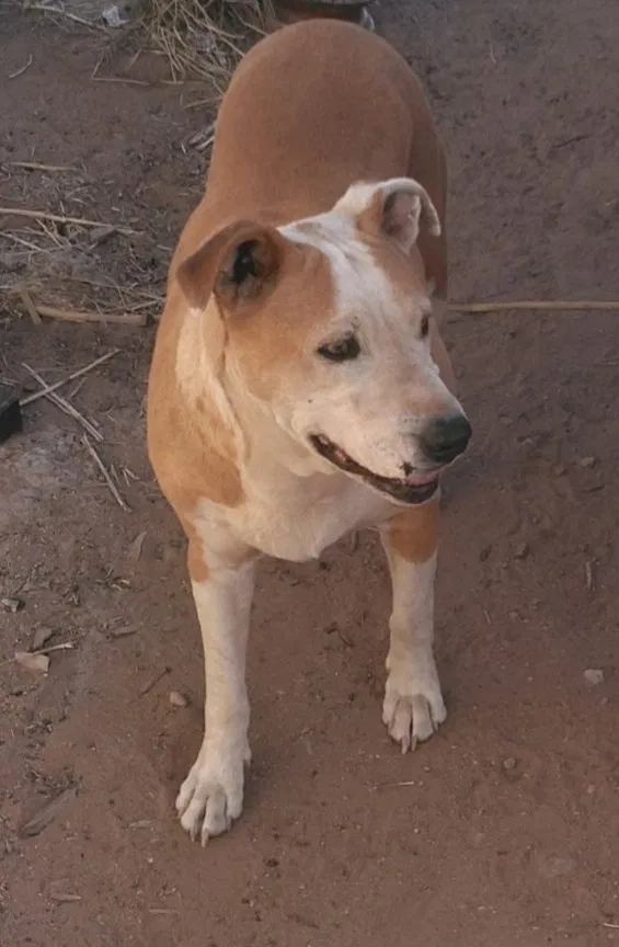 Found dog in Pearce, AZ, 85625