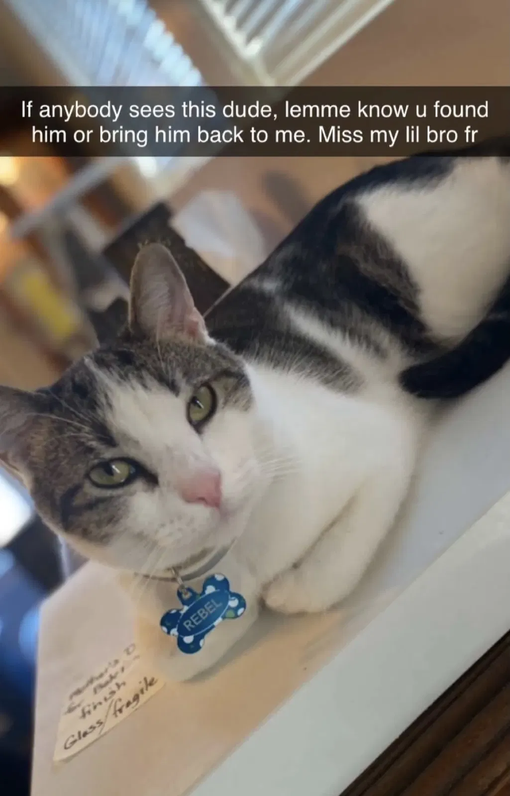 Lost cat in East Peoria, IL, 61611