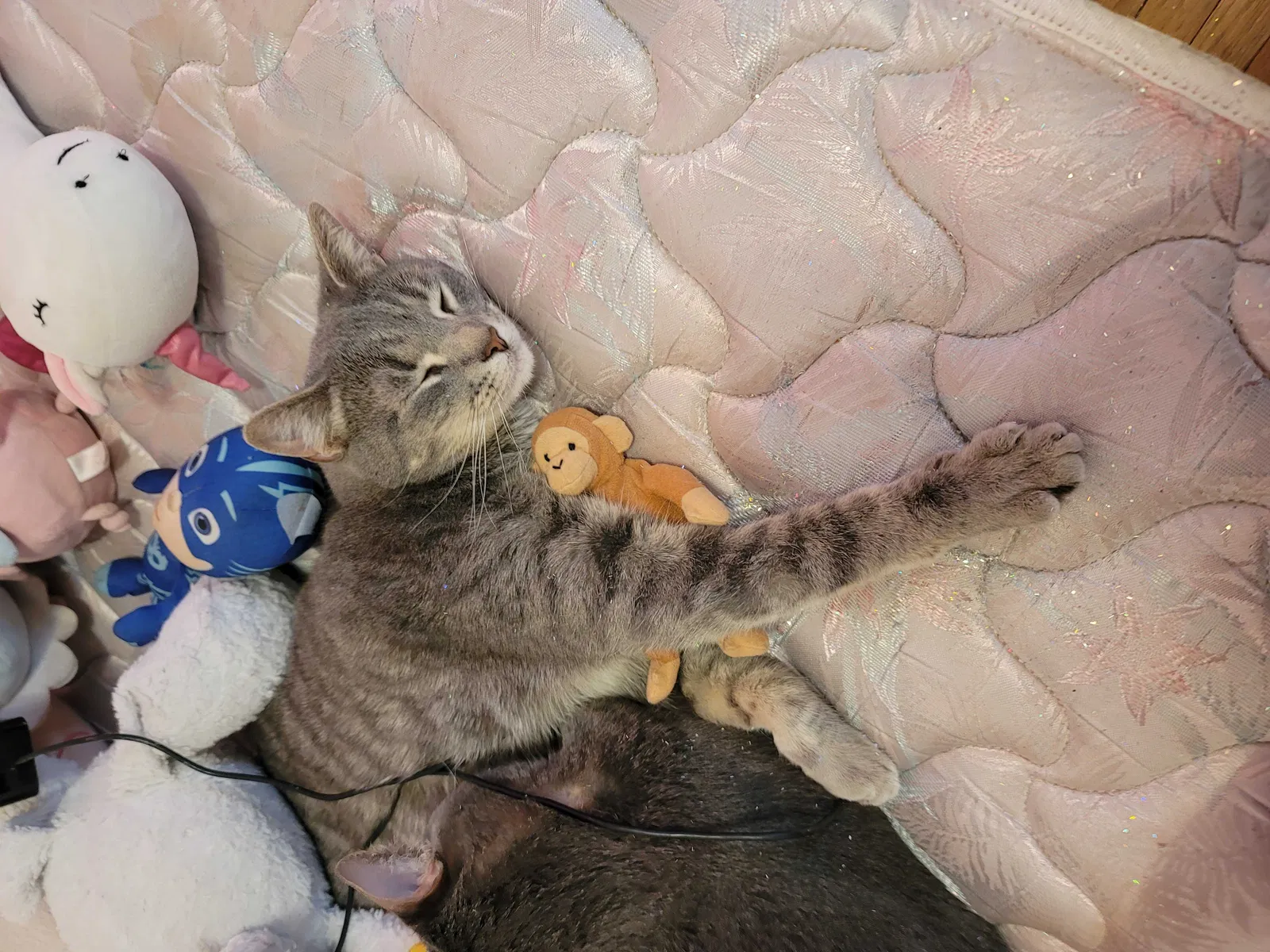 Lost cat in Luverne, MN, 56156