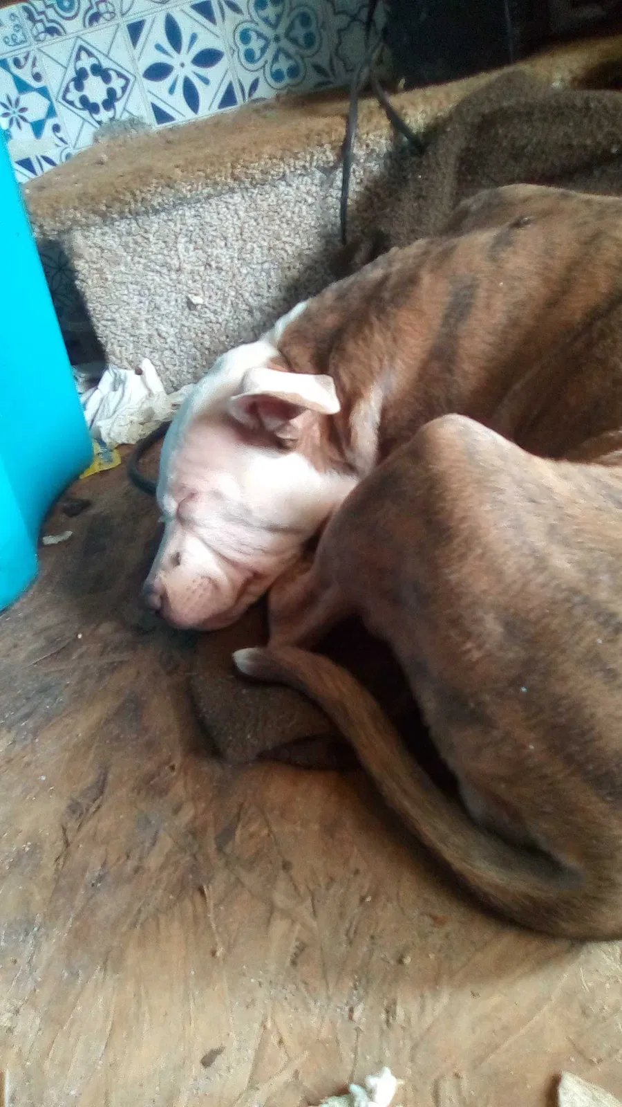 Lost dog in Sheridan, AR, 72150
