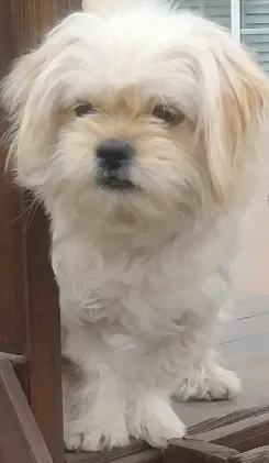 Lost dog in Upland, CA, 91784