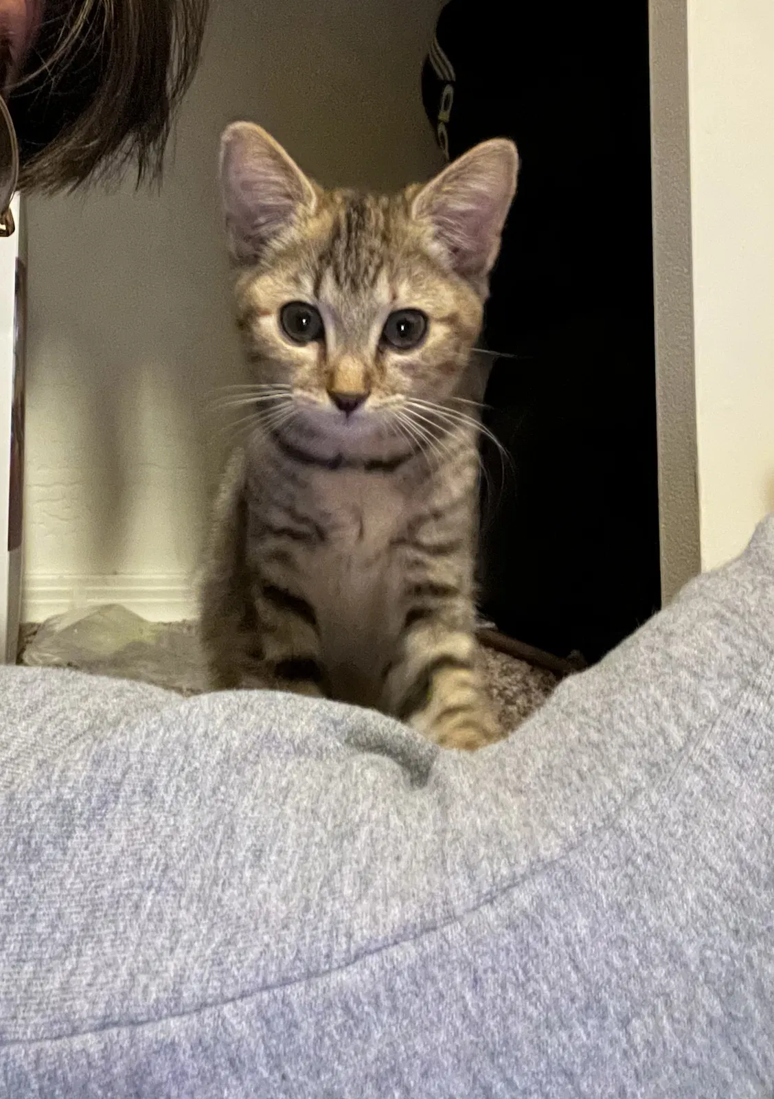 Found cat in Goodyear, AZ, 85338