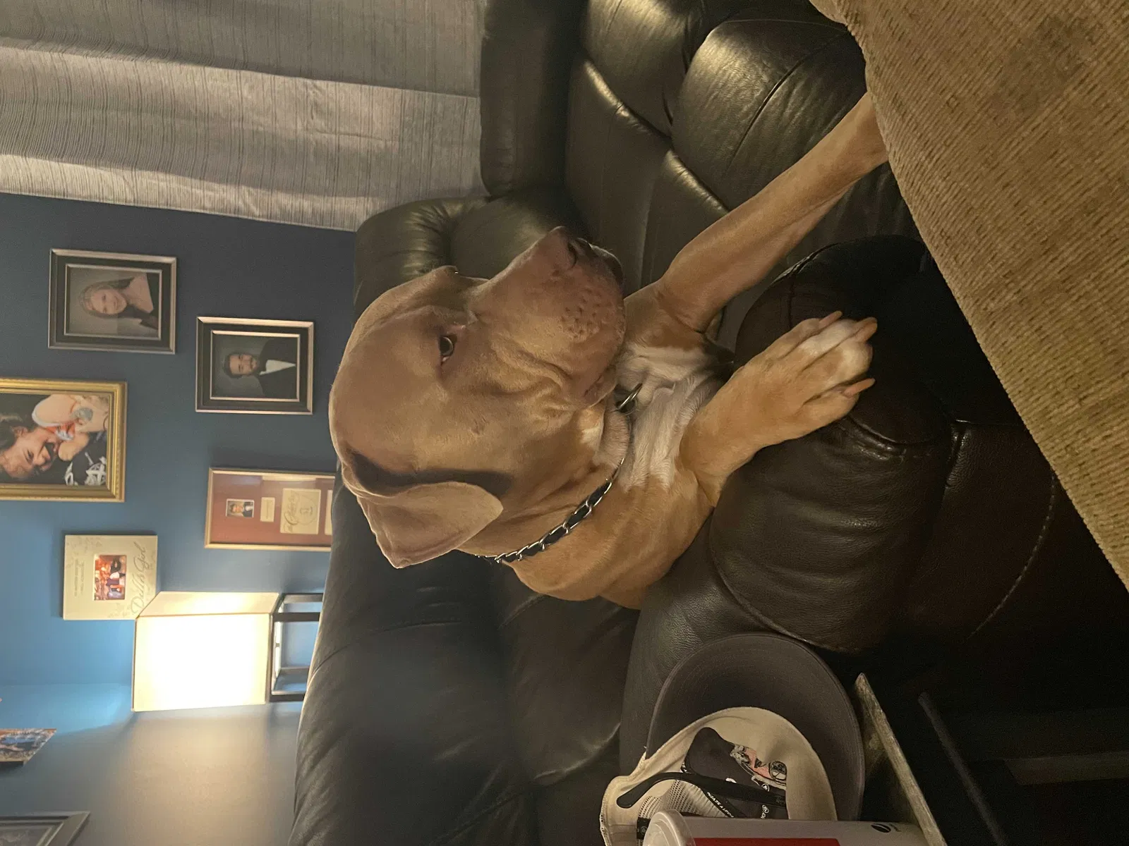 Lost dog in Anderson, SC, 29621