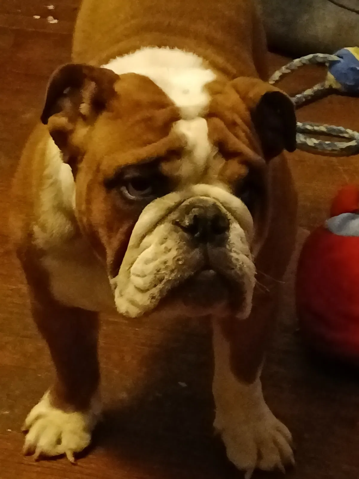Lost dog in El Paso, TX, 79907