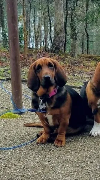 Lost dog in Sadieville, KY, 40370