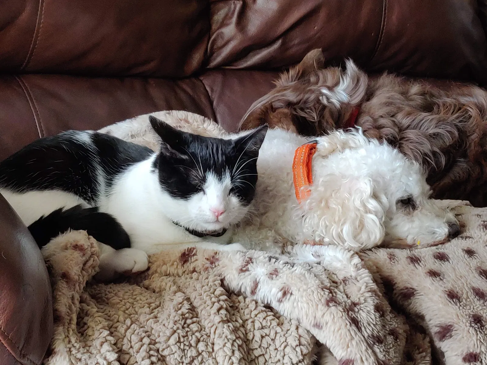 Lost cat in Wesley Chapel, FL, 33545