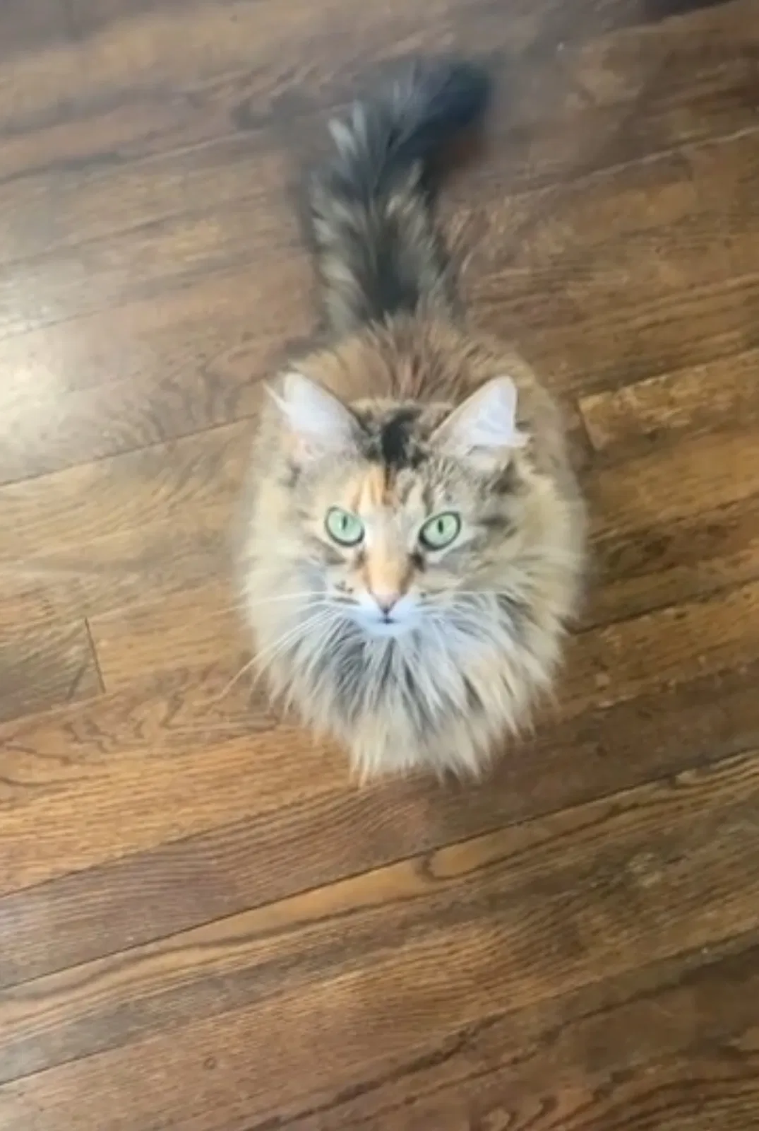 Lost cat in Clinton, MI, 49236