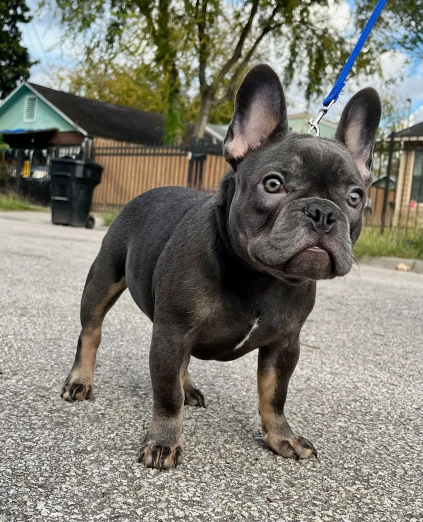 Lost dog in Houston, TX, 77020