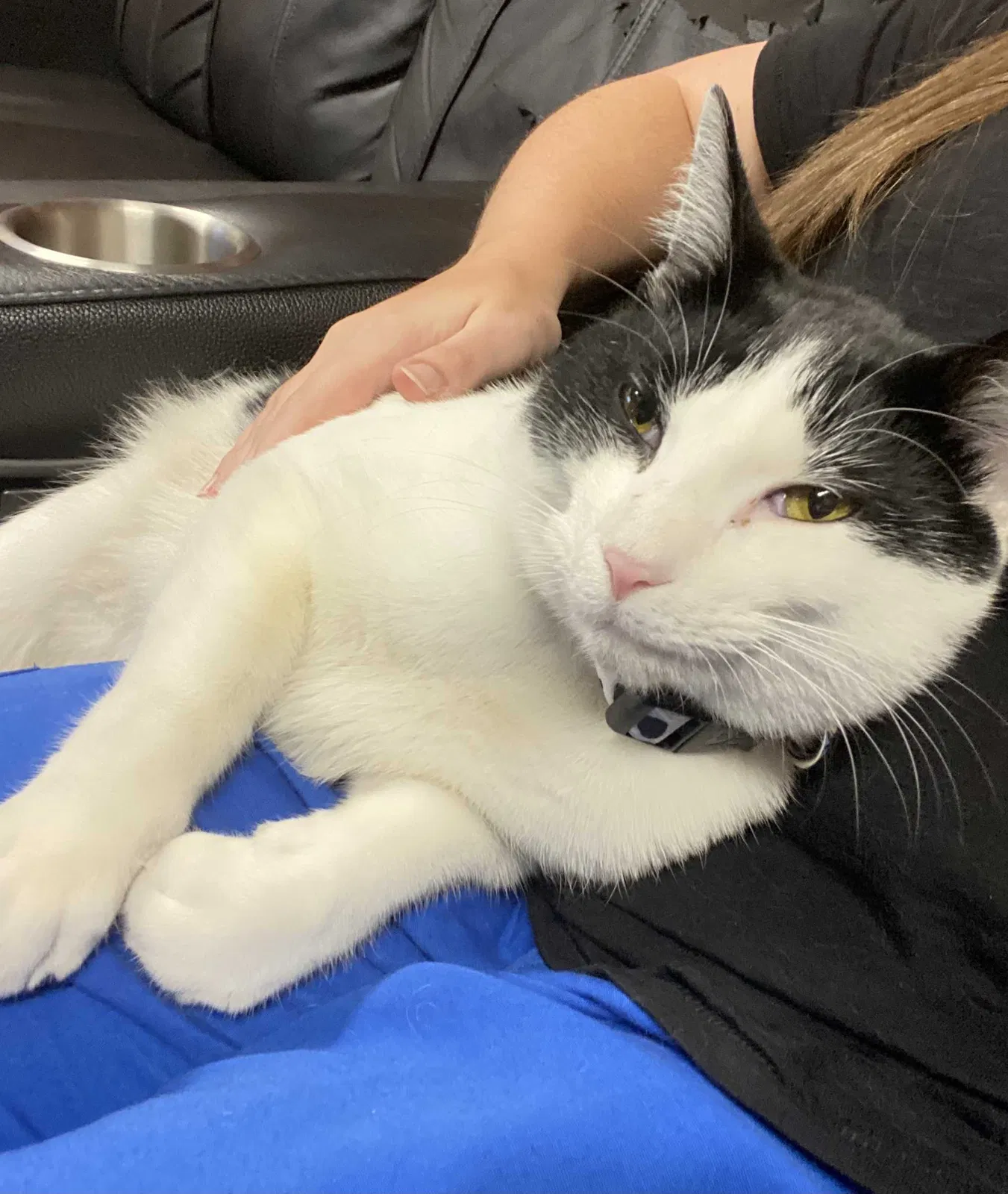 Lost cat in Charleston, SC, 29407