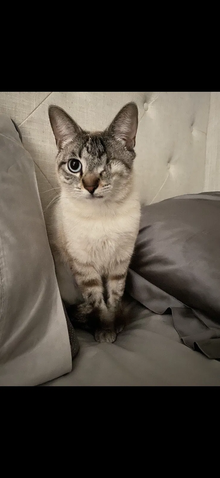 Lost cat in Scottsdale, AZ, 85258