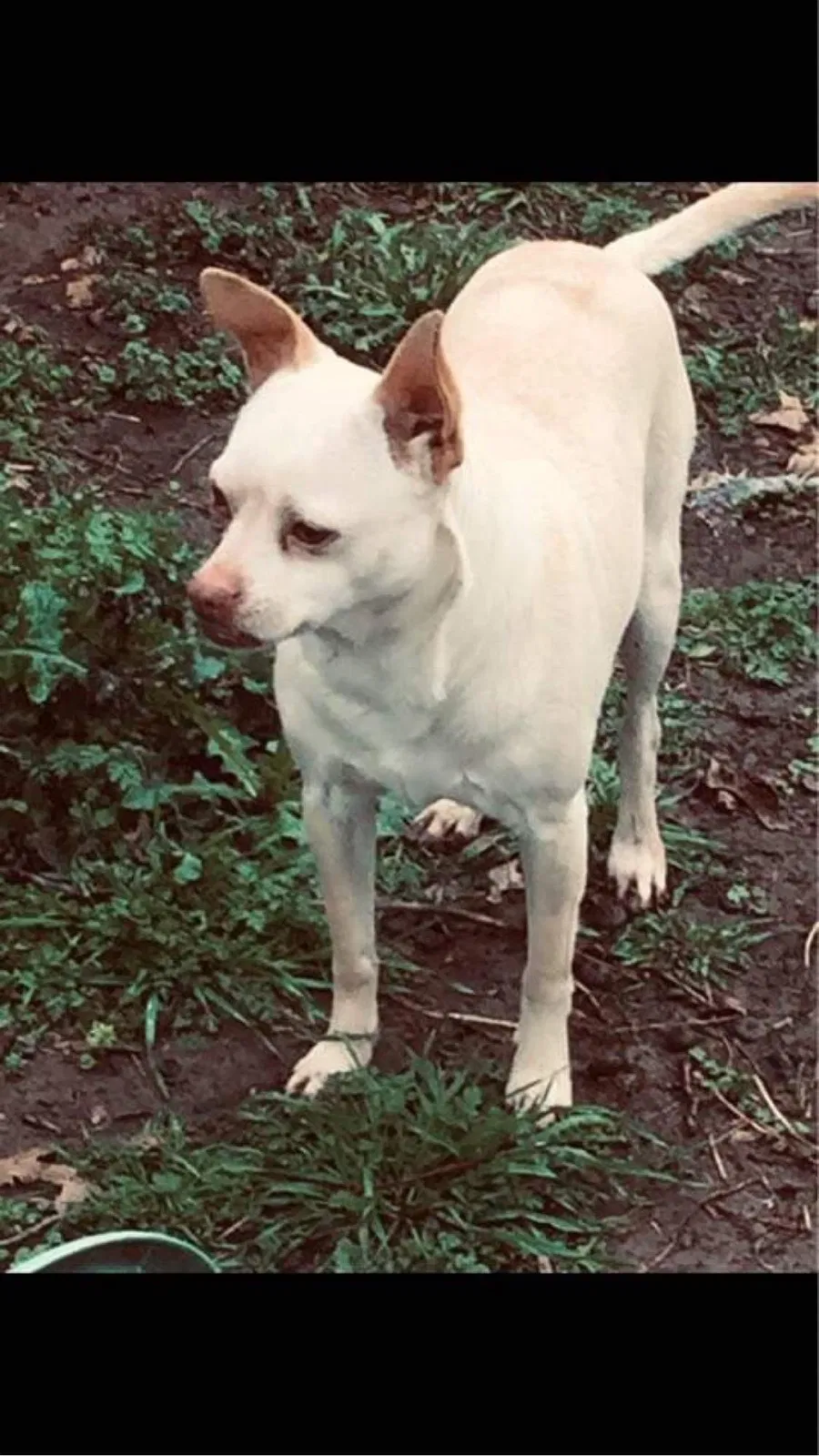 Lost dog in Fort Worth, TX, 76133