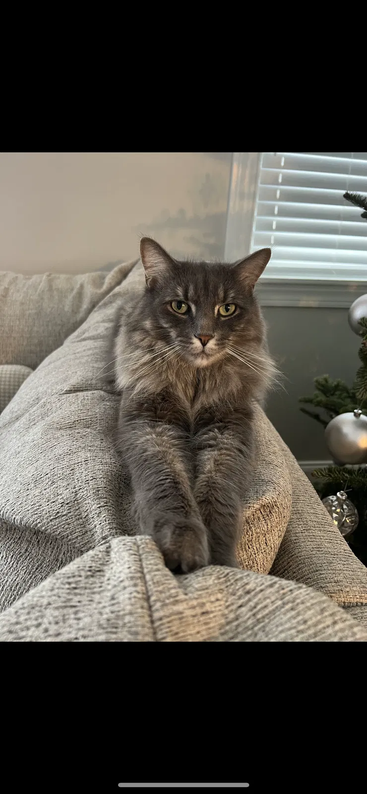 Lost cat in Sterling Heights, MI, 48313