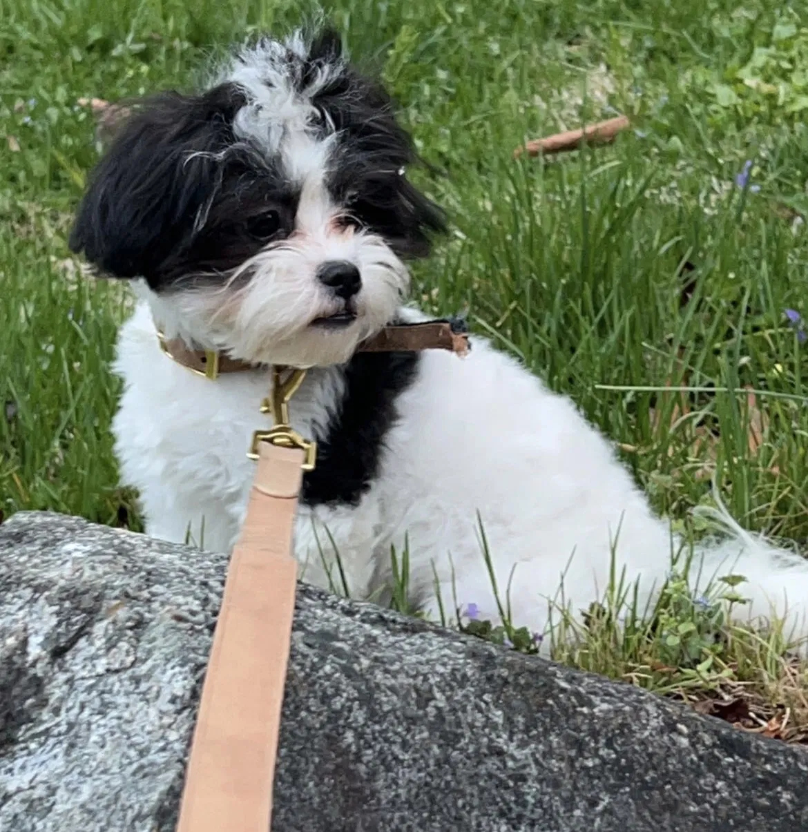 Lost dog in Gwynn Oak, MD, 21207