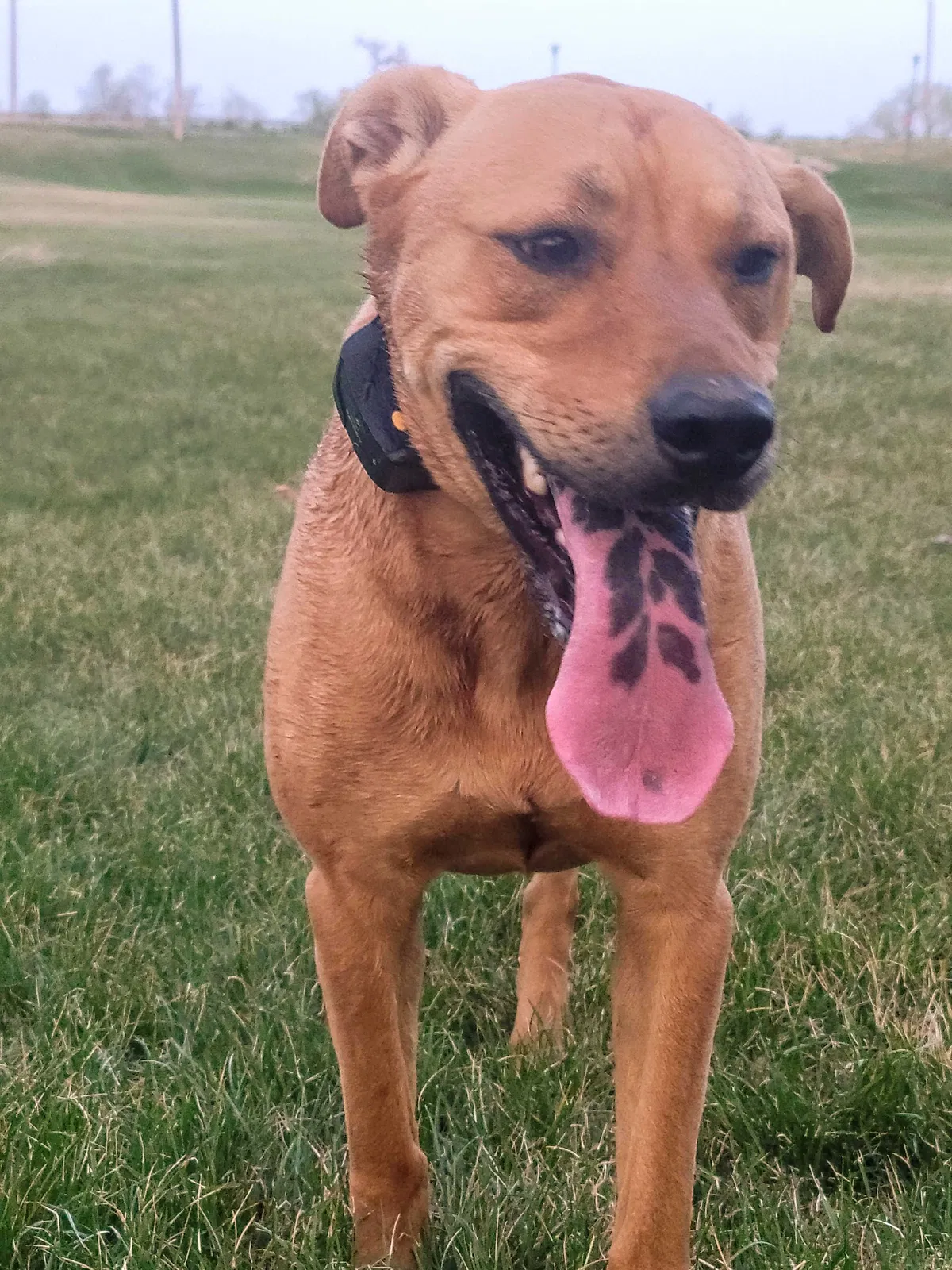 Lost dog in Denver, CO, 80233